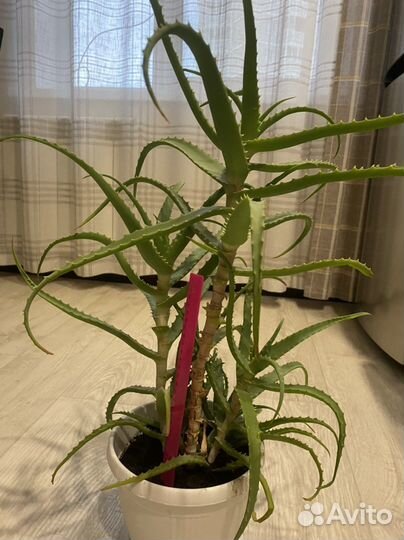 Алоэ лечебный