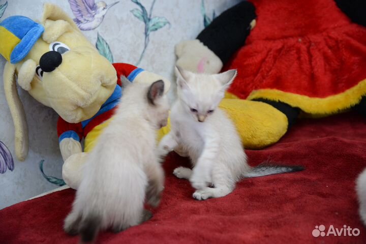 Тайские котята