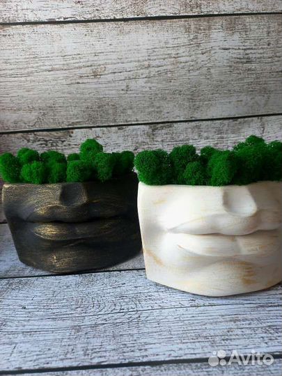 Растения. Декор для дома. Подарок. Губы Давида