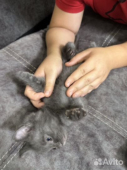 Кошки в добрые руки