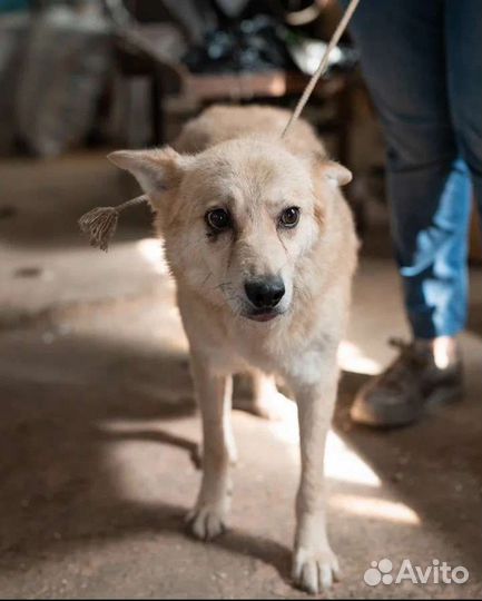 Собаки в отлове