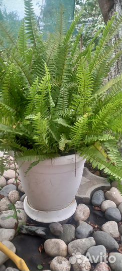 Папоротник комнатный