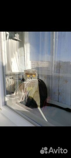 Шотландский кот домашний