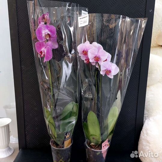 Орхидея свежая цветущая