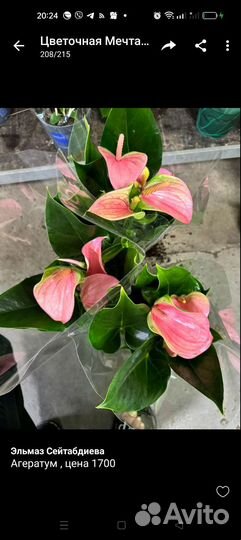 Комнатные растения