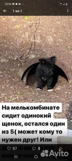 Щенок