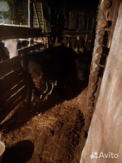 Корова и телка