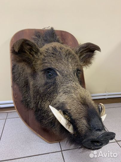 Чучело головы кабана