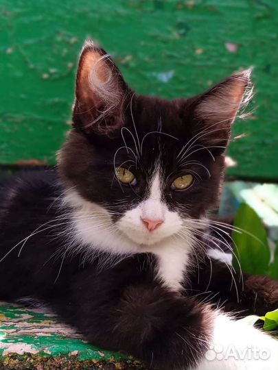 Кот Тимофей