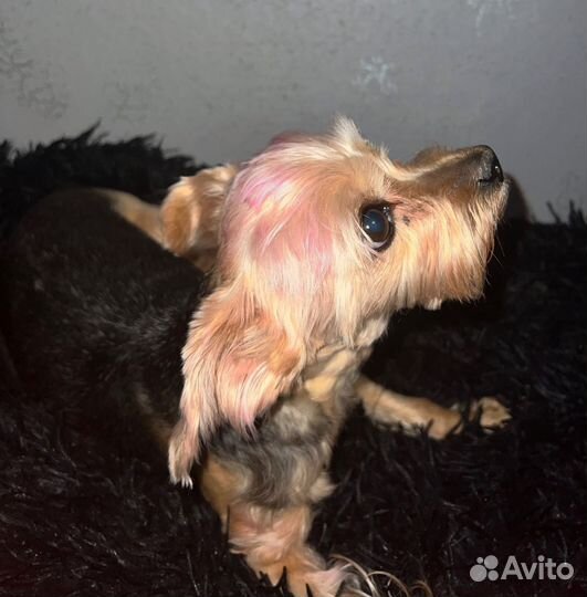 Йоркширский терьер