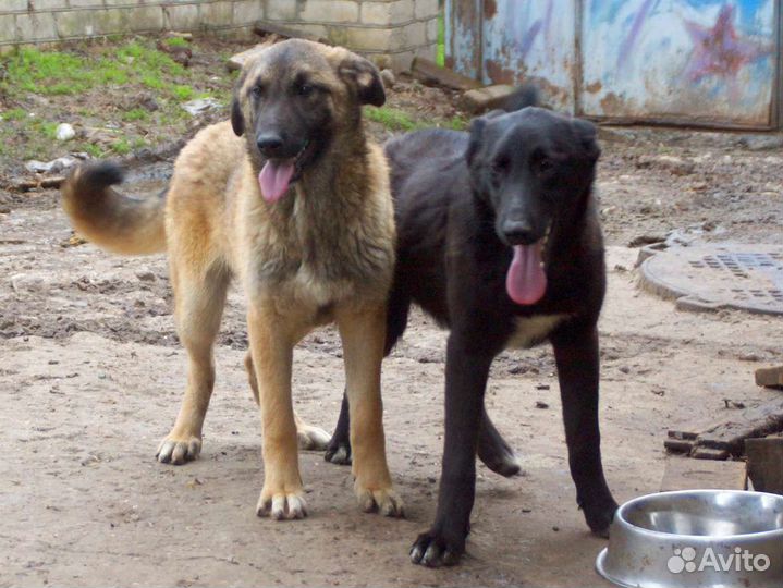 Собаки на охрану