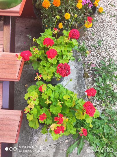 Пеларгония герань