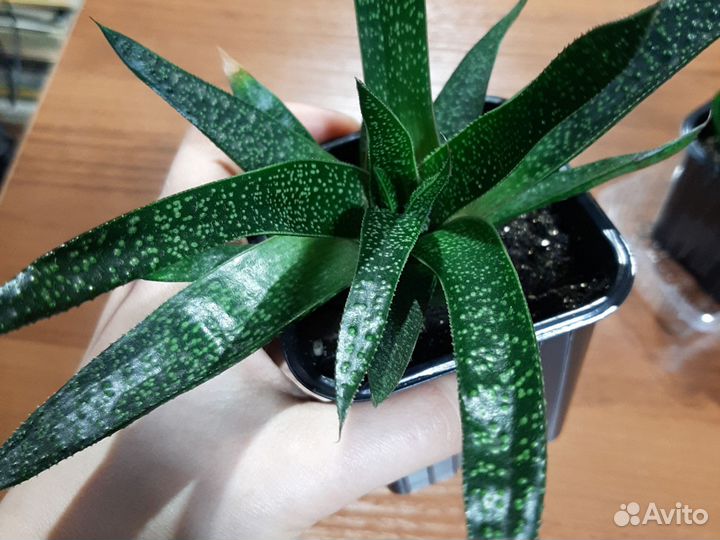 Комнатные цветы