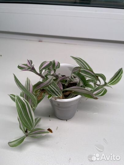 Комнатные растения