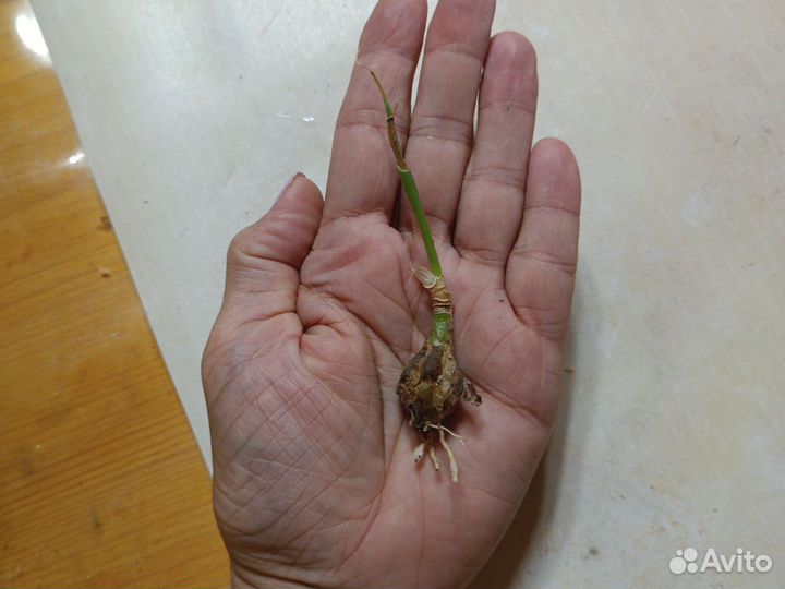 Индийский лук