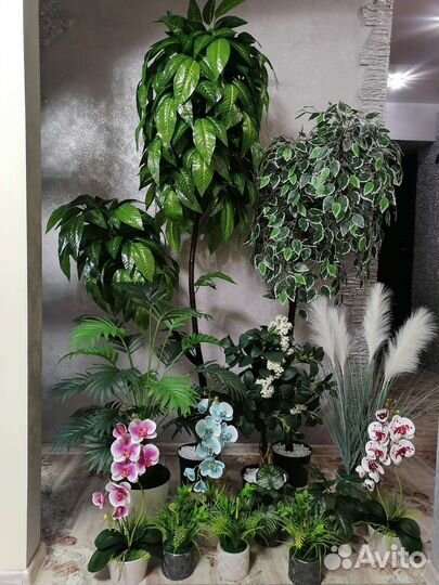 Фикус бенджамина манго макломе орхидея