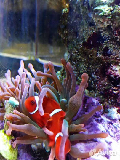 Морской аквариум. 20 литров. Кубик