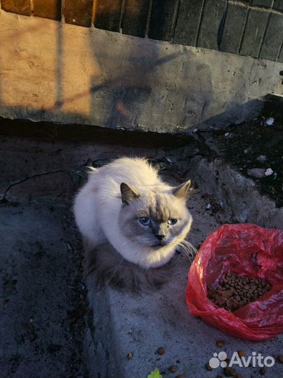 Молодой кот 1,5 года