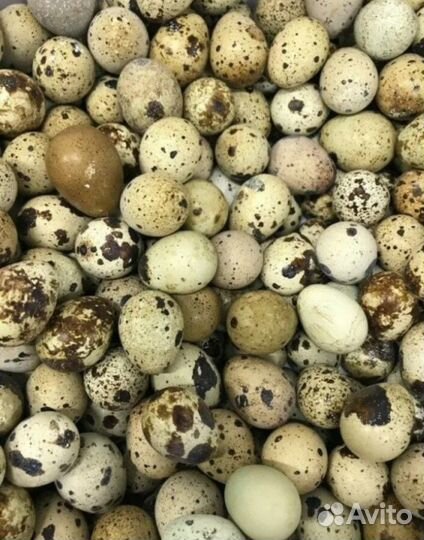 Яйца домашние