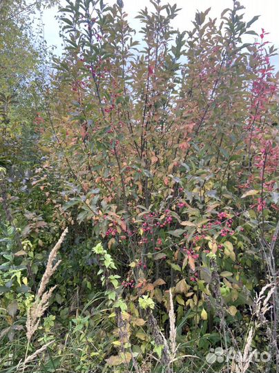 Бересклет европейский