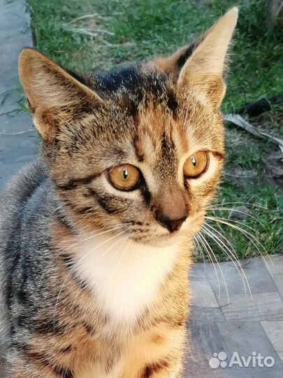 Потерялась кошка