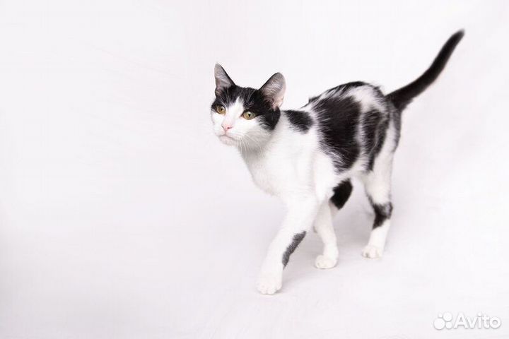 Изящная красавица Инь-Янь — кошка Нюша в дар