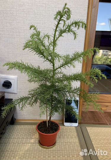 Криптомерия японская (видовая) из Японских семян