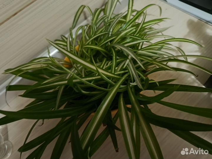 Хлорофитум