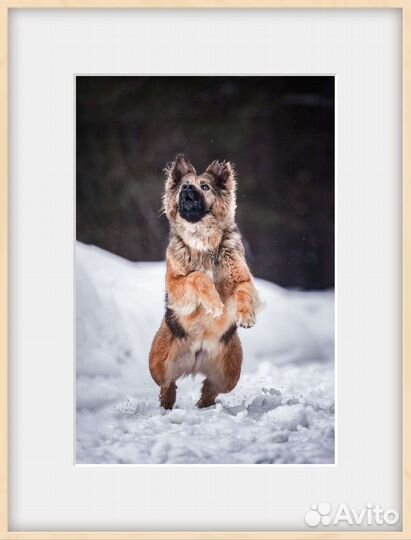 Самая преданная собака