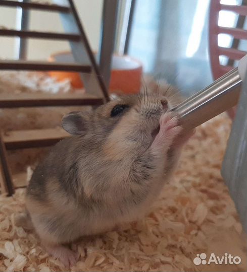 Джунгарский хомяк с клеткой