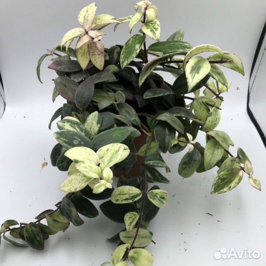 Эсхинантус пестролистный 