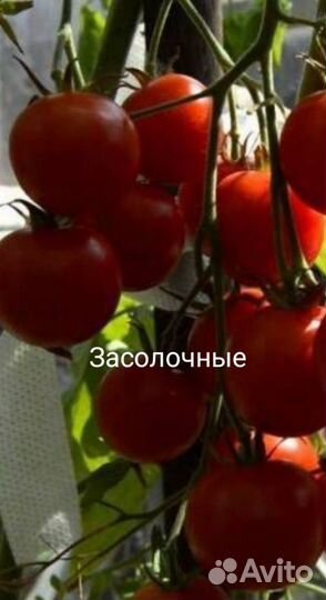 Засолочные сорта томатов, чемена