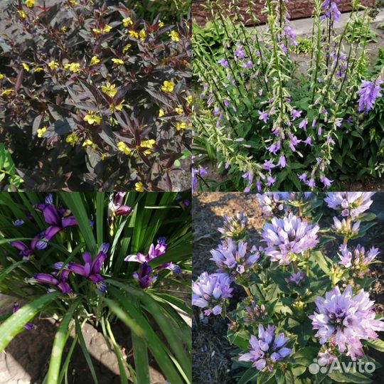 Многолетние растения