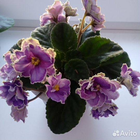 Сортовые фиалки цветущие