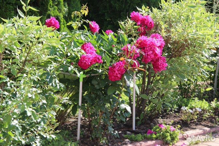 Кустодержатель (опора для растений)