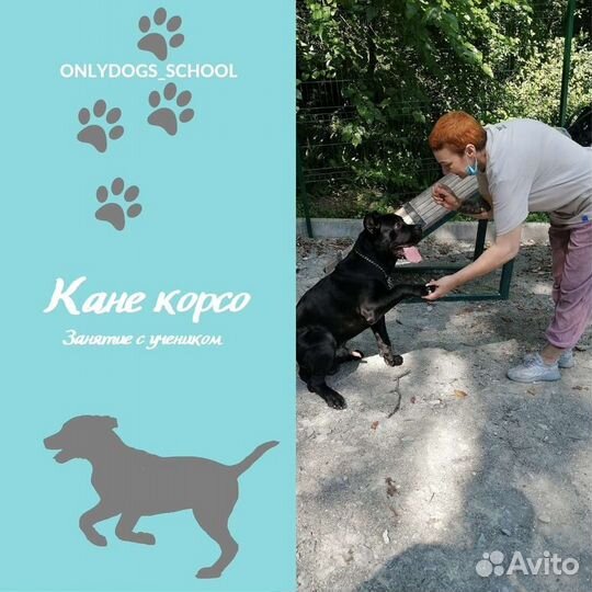 Дрессировка.Кинолог.Зоогостиница.Передержка