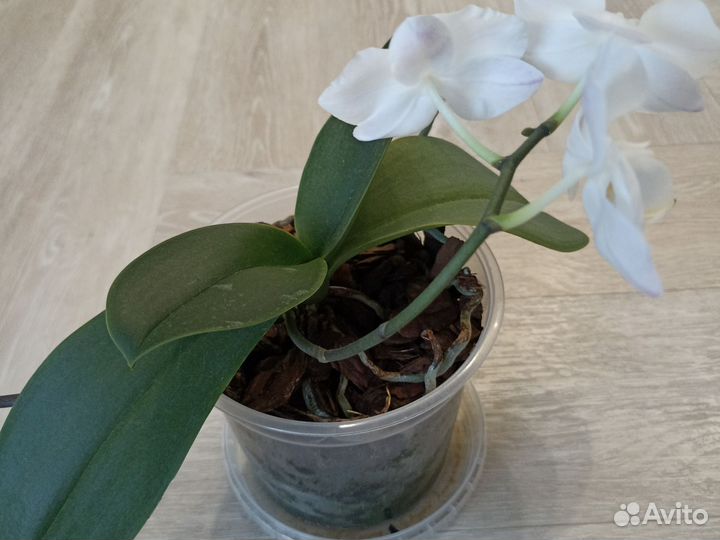 Орхидея фаленопсис