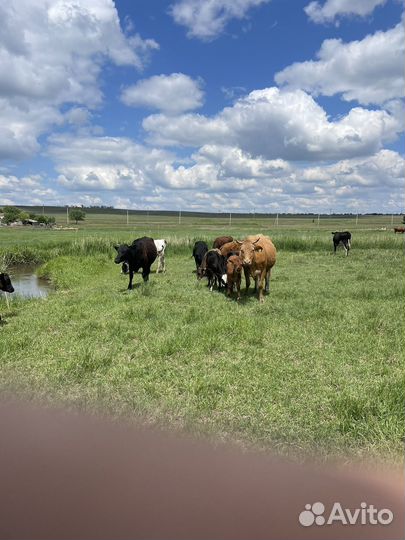 Коровы и быки