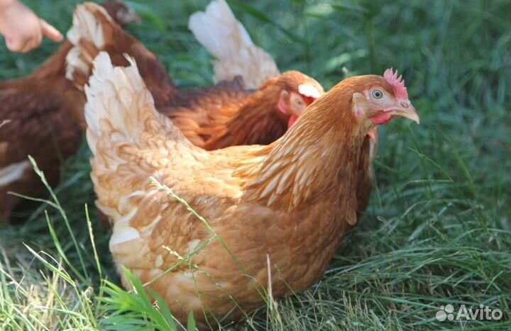 Курица несушка молодняк