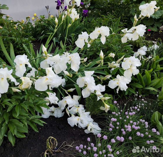 Ирисы белые сортовые