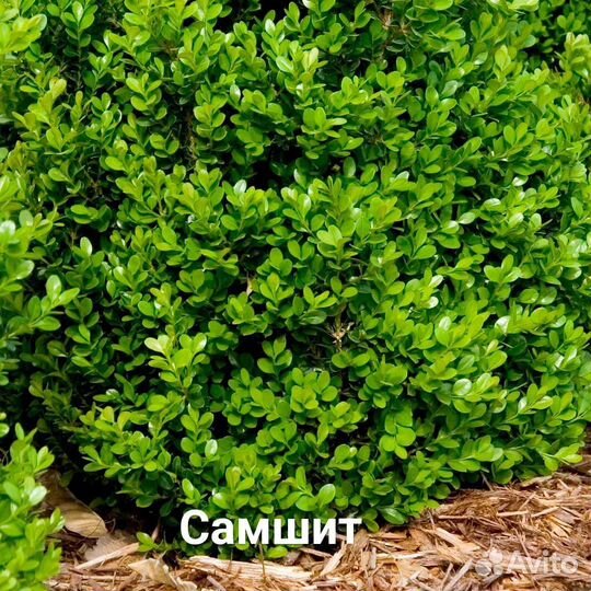 Саженцы декоративных растений