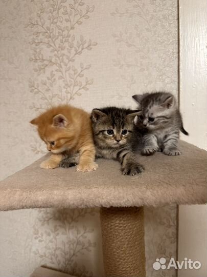 Британские котята