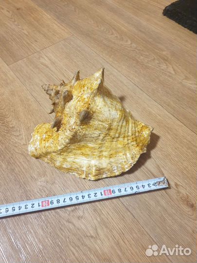 Ракушка большая