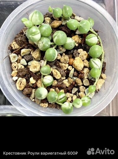 Крестовник Роули вариегатный, Оттона