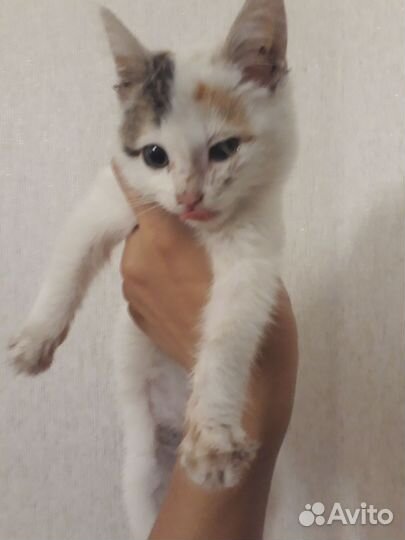 Котенок в добрые руки