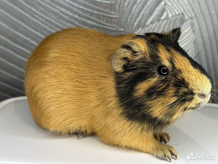 Морские свинки