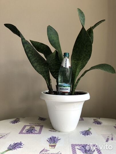 Сансевиерия массониана Виктория