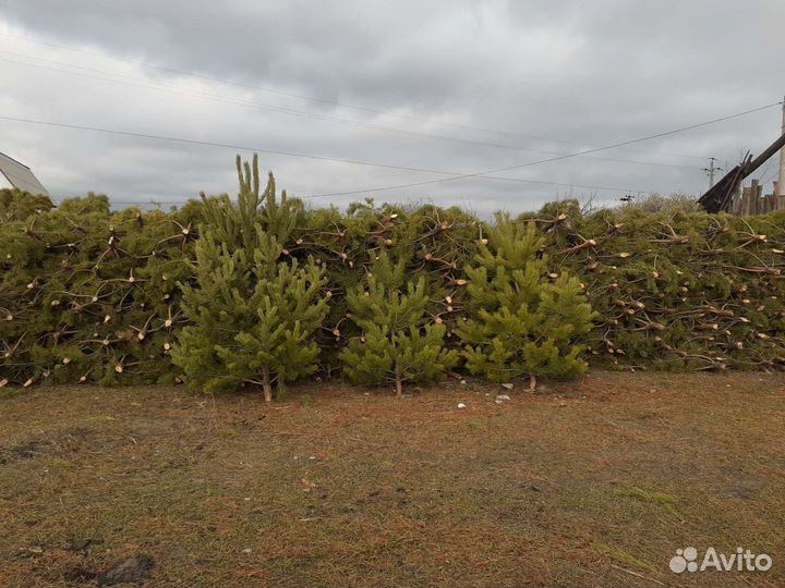 Новогодние сосны