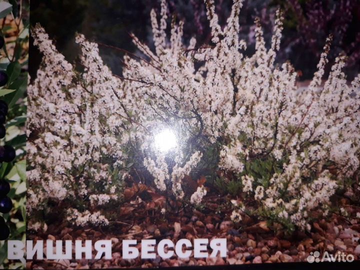 Саженцы вишни (Бессея)