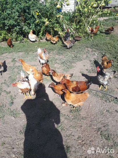 Куры несушки